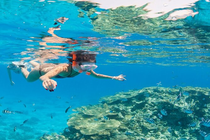 Snorkeling Day in White Island and Ras Mohamed - Diverse Marine Ecosystem