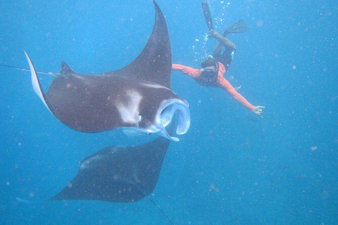 Snorkeling Day Trip To Lembongan and Penida - Key Points