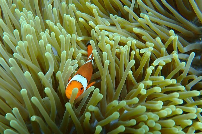 Snorkeling Day Trip To Lembongan and Penida - Frequently Asked Questions