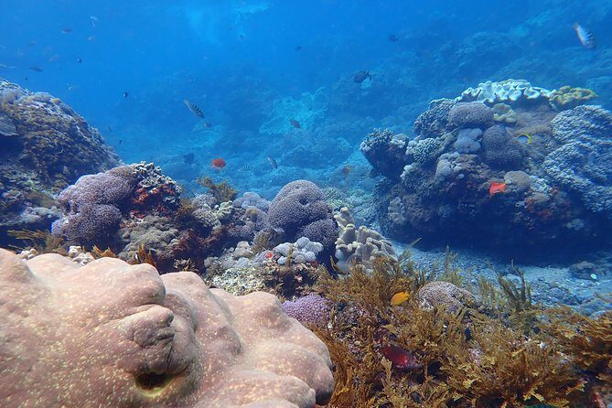 Snorkeling Day Trip To Lembongan and Penida - In The Sum Up