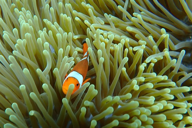 Snorkeling Day Trip To Lembongan and Penida - Reservation Information