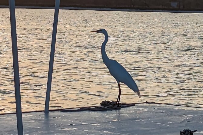 Snorkeling, Dolphin and Wildlife Sightings at St. Andrews Bay - Pricing