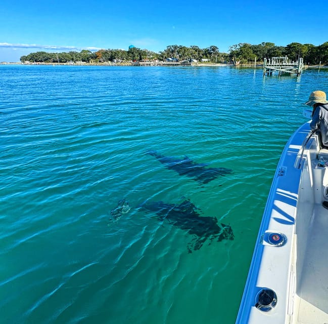 Snorkeling, Dolphins, and Crab Island - Snorkeling Experiences