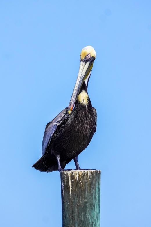 Snorkeling, Dolphins, Wildlife Sightings in St. Andrews Bay - Wildlife and Marine Life