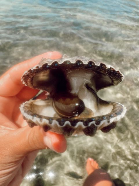 Snorkeling, Dolphins, Wildlife Sightings in St. Andrews Bay - Snorkeling Opportunities