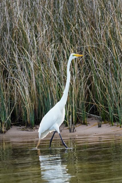 Snorkeling, Dolphins, Wildlife Sightings in St. Andrews Bay - Frequently Asked Questions