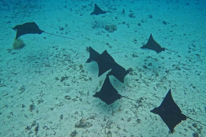 Snorkeling EN Small Group Tour in Tahiti - What’s Included and What’s Not