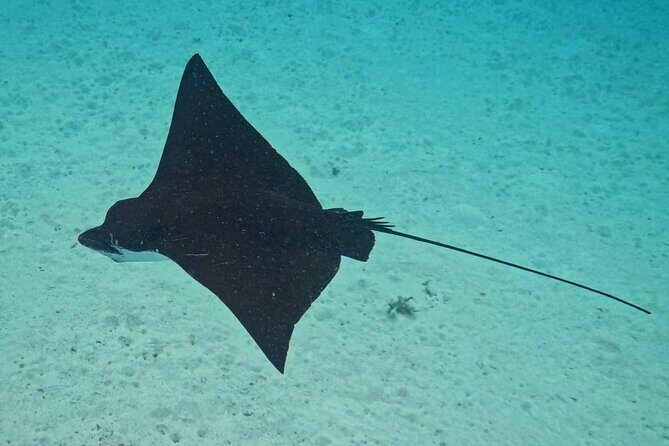 Snorkeling EN Small Group Tour in Tahiti - Who Will Love This Tour?