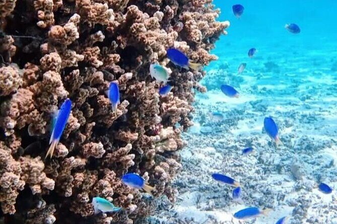Snorkeling EN Small Group Tour in Tahiti - Final Thoughts