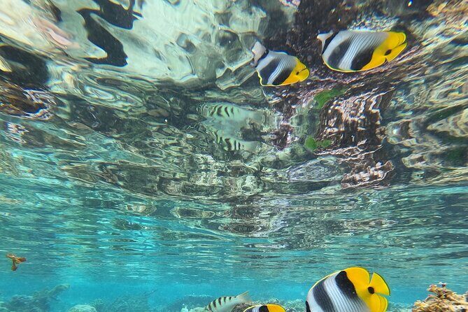 Snorkeling EN Small Group Tour in Tahiti - FAQ