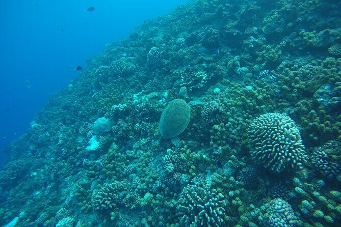 Snorkeling EN Underwater Scooter in Tahiti - The Sum Up: Is It Worth It?