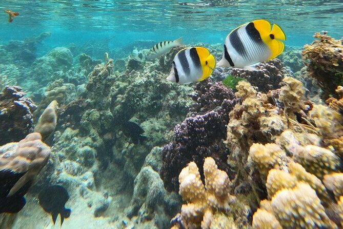 Snorkeling EN Underwater Scooter in Tahiti - FAQ