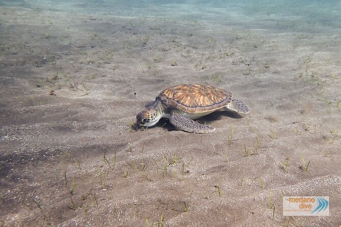 Snorkeling Excursion In South Tenerife - 3,5 Hours - Meeting Point and Pickup Details