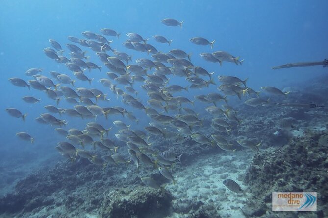 Snorkeling Excursion In South Tenerife - 3,5 Hours - Cancellation and Refund Policies