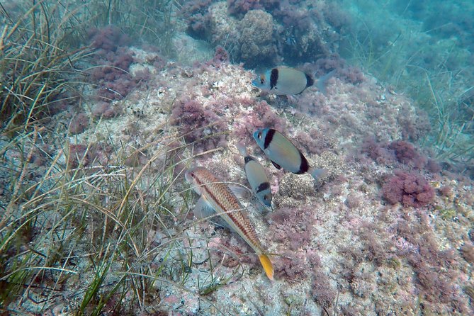 Snorkeling Excursion in Tabarca Island - Accessibility and Cancellation