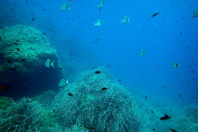 Snorkeling Excursion in Tabarca Island - Highlights and Considerations