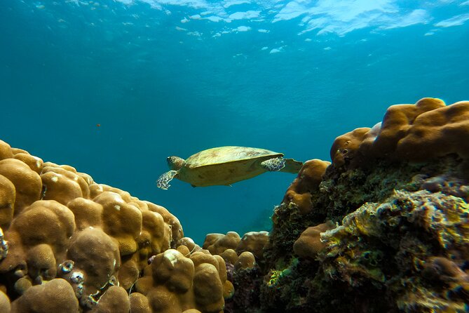 Snorkeling Experience at Ad Daymaniyat Islands in Muscat - Meeting and Pickup