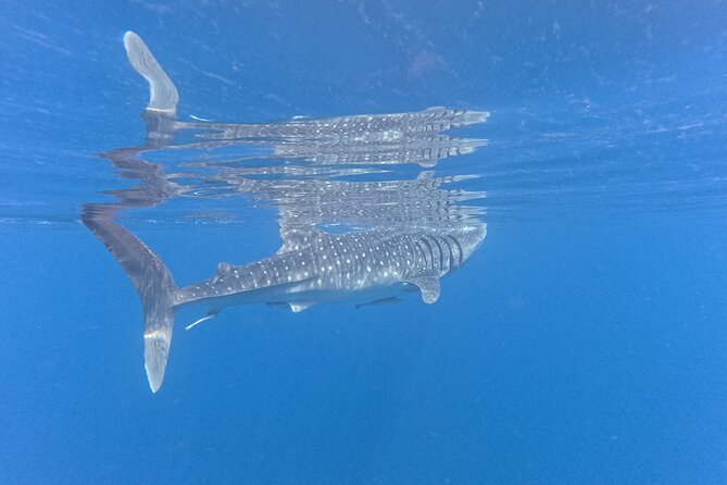 Snorkeling Experience at Ad Daymaniyat Islands in Muscat - Experience Highlights