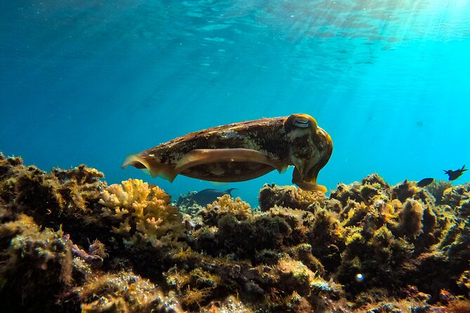 Snorkeling Experience at Ad Daymaniyat Islands in Muscat - Snorkeling at Ad Daymaniyat Islands