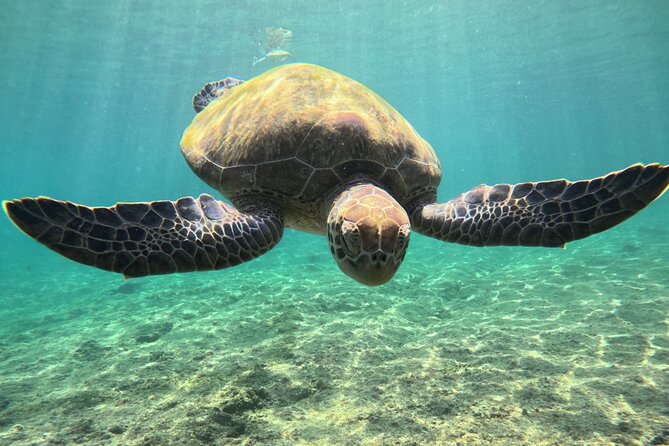 Snorkeling Experience at Ad Daymaniyat Islands in Muscat - Exploring the Underwater Wonders