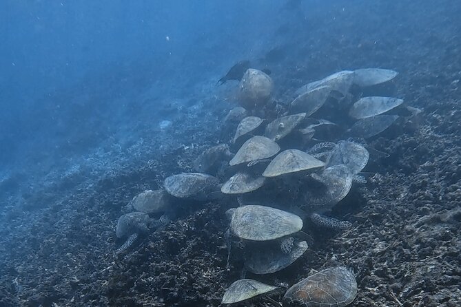 Snorkeling Experience at Ad Daymaniyat Islands in Muscat - About the Tour Operator