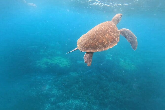Snorkeling Experience in Santa Maria Bay by Boat - Details of the Tour
