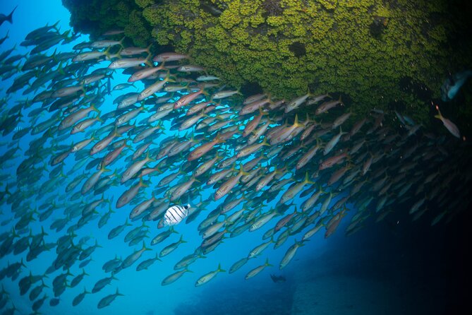 Snorkeling Experience in Santa Maria Bay by Boat - Customer Feedback and Ratings