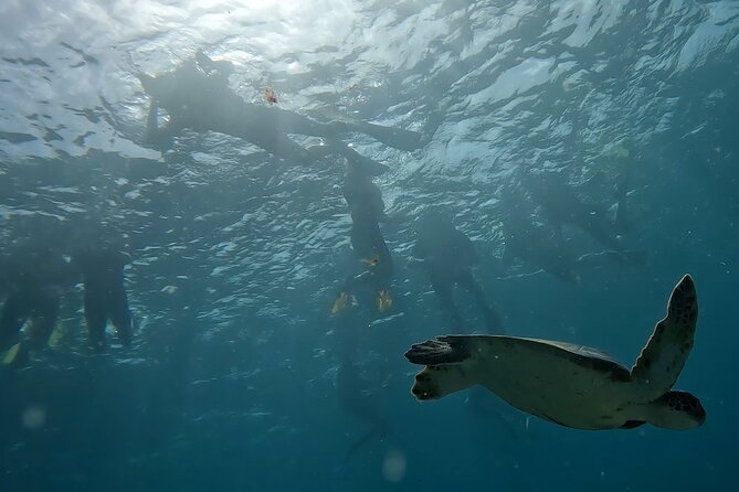 Snorkeling Experience in Santa Maria Bay by Boat - Booking and Availability Information