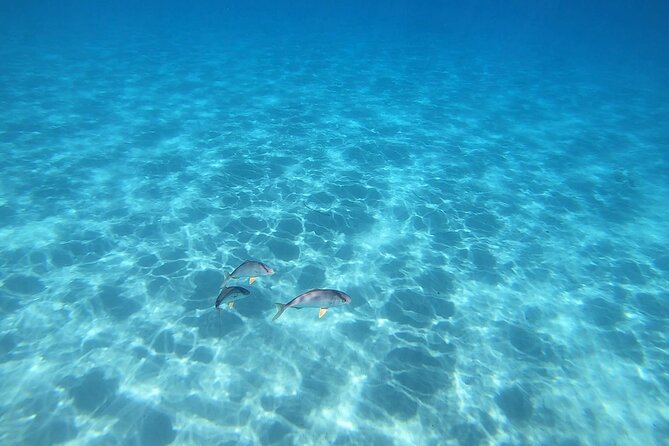 Snorkeling Experience to Discover the Dolphin Inside You! - Medical Considerations
