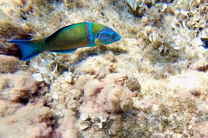 Snorkeling Experience to Discover the Dolphin Inside You! - Group Size and Pricing