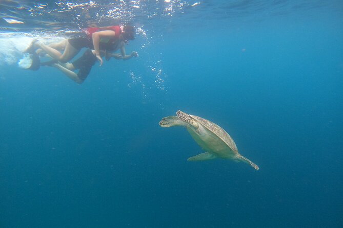 Snorkeling Gili Islands Coral, Turtles & Underwater Statues - Snorkeling Highlights