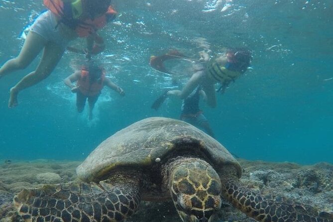 Snorkeling Gili Islands Coral, Turtles & Underwater Statues - Travel Coordination