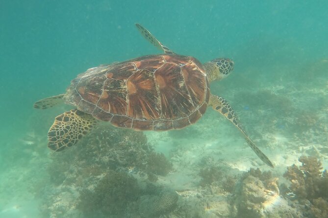 Snorkeling Gili Islands Coral, Turtles & Underwater Statues - Recommendations