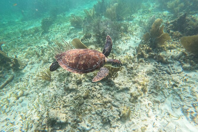 Snorkeling Guided Activity in Puerto Morelos Mexico - Inclusion of Snorkeling Equipment