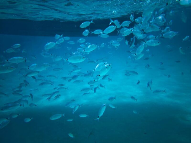 Snorkeling & Guided Boat Tours to La Maddalena Park - Island Highlights