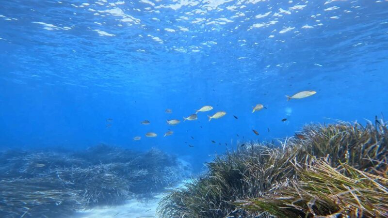 Snorkeling Guided Tour in Beautiful Marathopoli - Experience Highlights