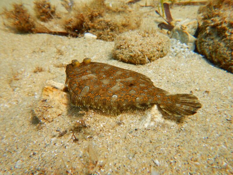 Snorkeling Guided Tour in Beautiful Marathopoli - Participant Information