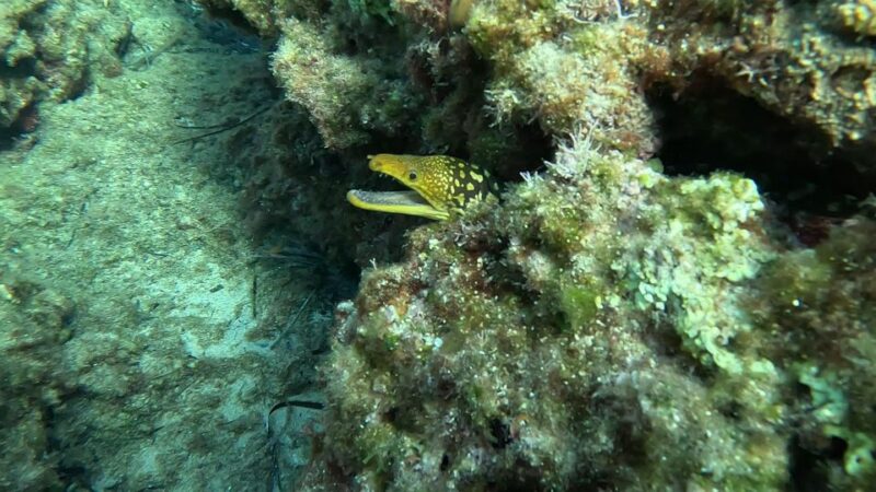 Snorkeling Guided Tour in Beautiful Marathopoli - Customer Reviews