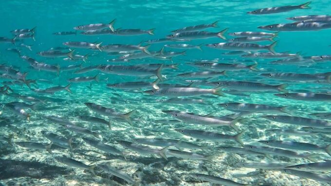 Snorkeling Guided Tour in Beautiful Marathopoli - Explore Underwater Wonders