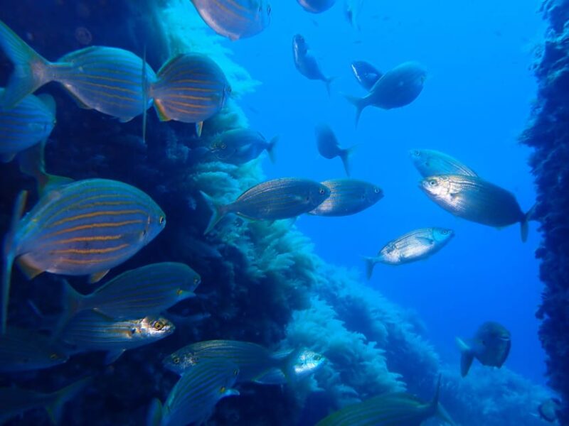 Snorkeling Guided Tours for Tha All Family! - Experience Highlights