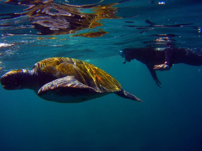 Snorkeling in a Volcanic Bay - What to Expect