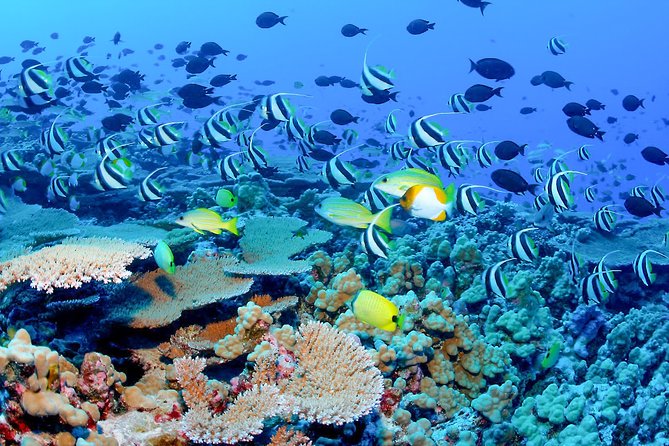 Snorkeling in Bar Reef Marine Sanctuary - Highlights of the Bar Reef Experience