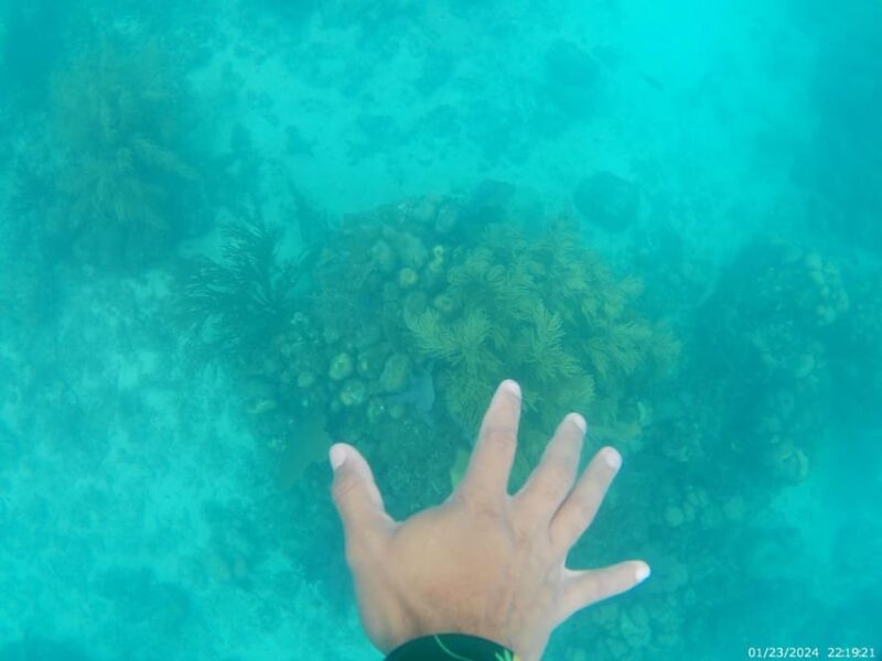 Snorkeling in Catalina Island: Day Trip by Boat - Key Points