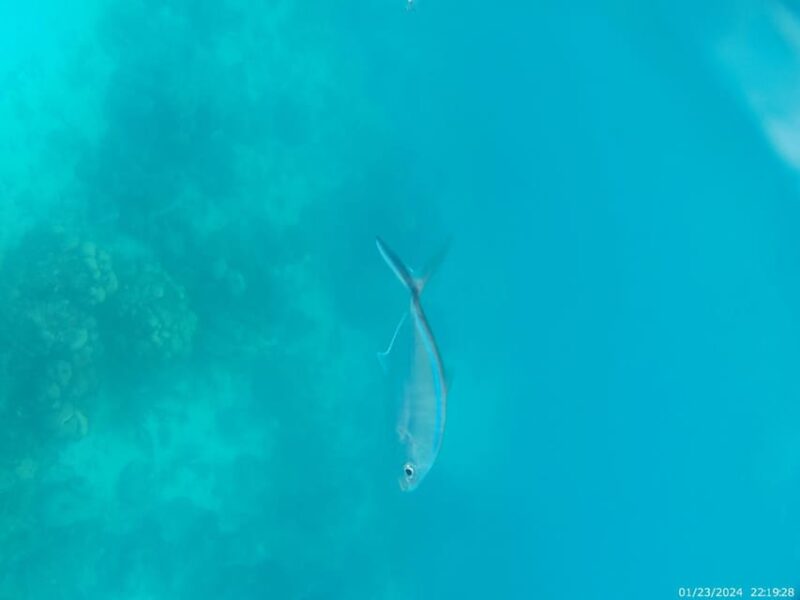 Snorkeling in Catalina Island: Day Trip by Boat - Highlights and Inclusions