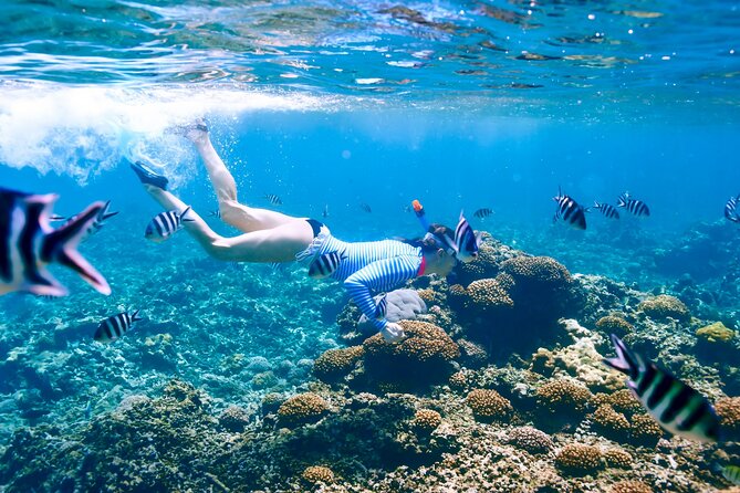 Snorkeling in Coral Island, Trincomalee - Key Points
