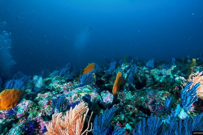 Snorkeling in Coral Island, Trincomalee - Booking and Pricing Information