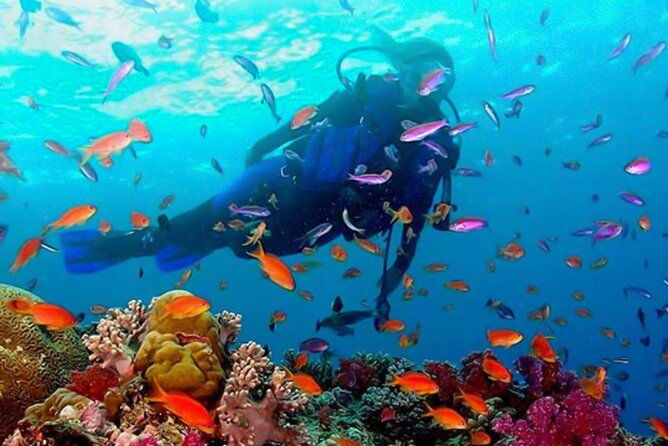Snorkeling in Coral Island, Trincomalee - Snorkeling Equipment Provided
