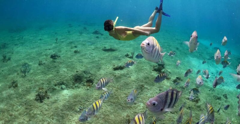 Snorkeling in Cozumel Waters in a Transparent Boat + Beers - Explore Crystal-Clear Waters