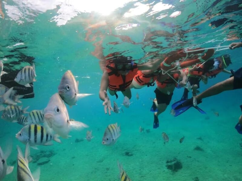 Snorkeling in Cozumel Waters in a Transparent Boat + Beers - Artificial Reef Experience