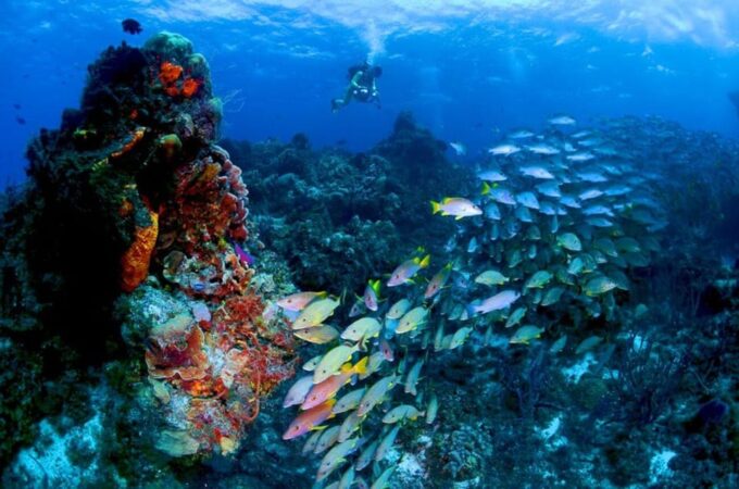 Snorkeling in Cozumel Waters in a Transparent Boat + Beers - Small Group Tours